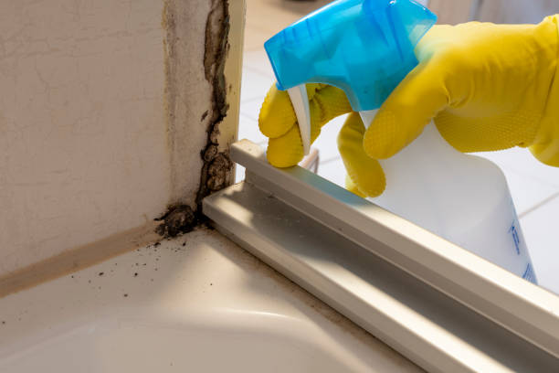 Best HVAC Mold Remediation in Keewatin, MN