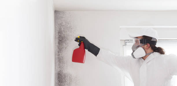 Professional Mold Remediation in Keewatin, MN